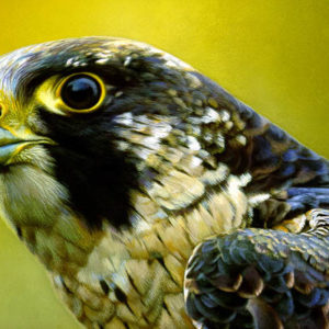Carl Brenders - Peregrine Falcon Portrait