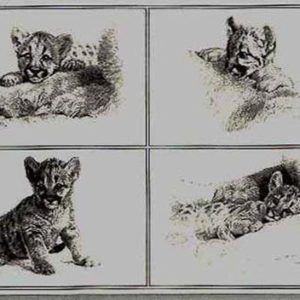 carl brenders-rocky camp cubs pencil