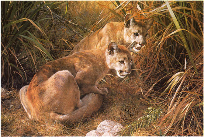carl brenders-shadows in the grass young cougar