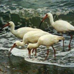 carl brenders-shoreline quartet white ibis