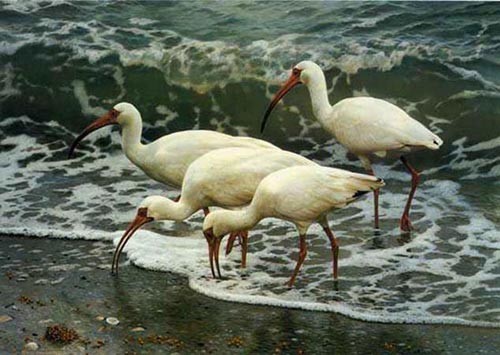 carl brenders-shoreline quartet white ibis