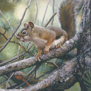 carl brenders-social climber red squirrel