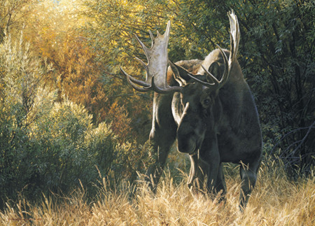 carl brenders-sudden encounter bull moose