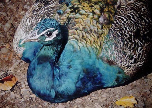 carl brenders-symphony in blue peacock