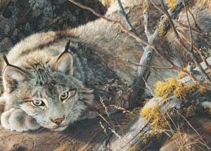 carl brenders take five canada lynx