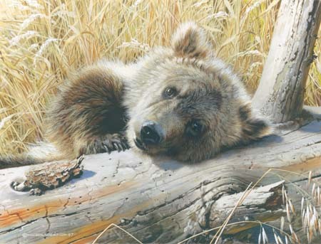 carl brenders-time out grizzly cub