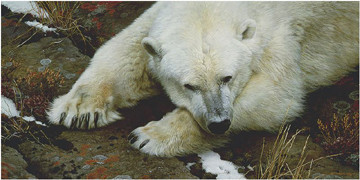 carl brenders-top of the world polar bear
