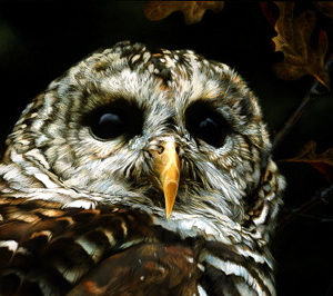 carl brenders-up close barred owl