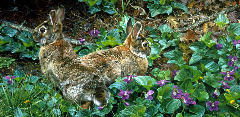 carl brenders-violet trails and cottontails