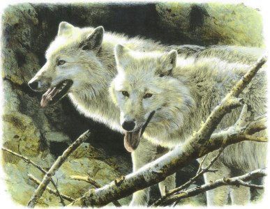 carl brenders-white wolves