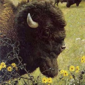 carl brenders-witness of a past bison
