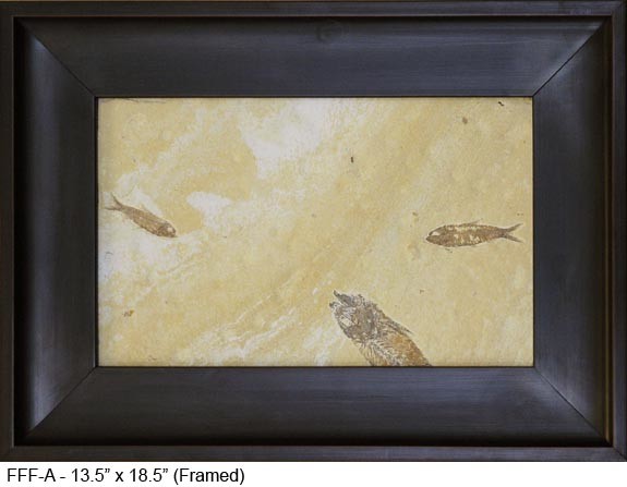 Framed Fish Fossil - A - NaturesScene