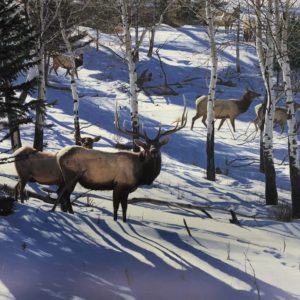 john banovich-mild winter elk