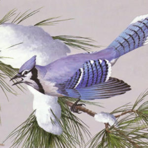 maynard reece-white pine bluejay