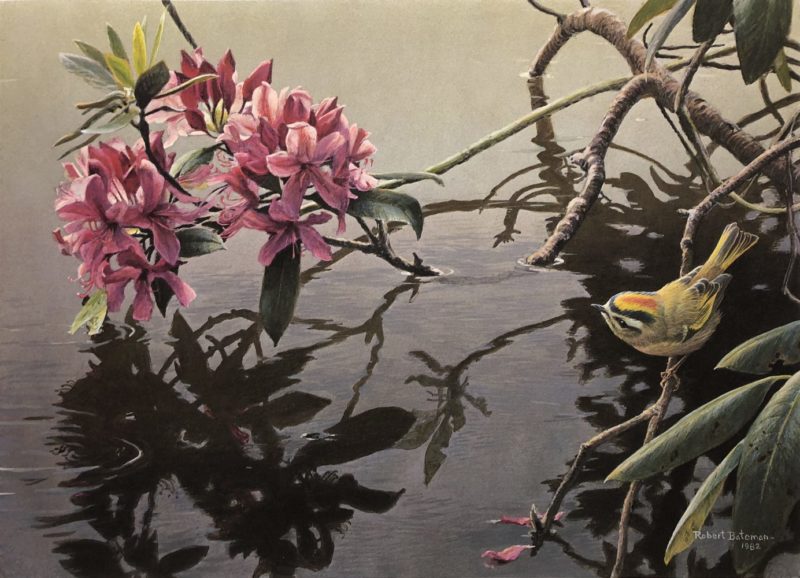 Robert Bateman-Golden Crowned Kinglet and Rhododendron