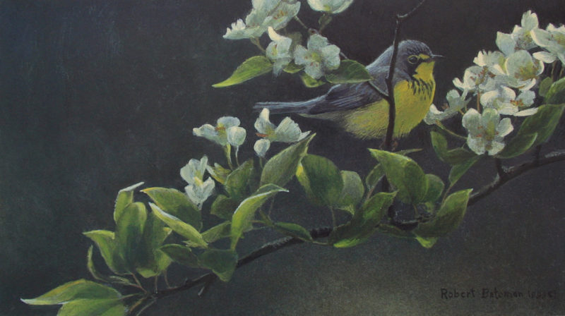 Robert-Bateman-Canada-Warbler-and-Plum-Blossoms