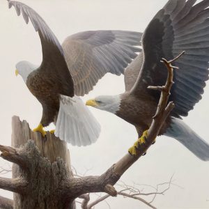 Landings - Bald Eagle
