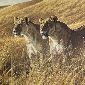 Robert Bateman-African Amber Lions