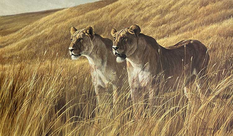 Robert Bateman-African Amber Lions