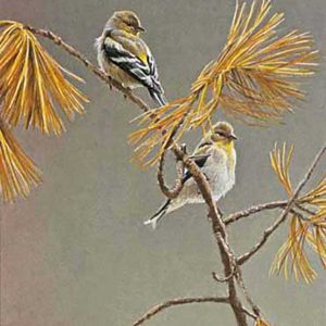 Robert Bateman-American Goldfinch-Winter Dress