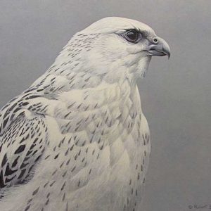 Robert Bateman-Arctic Portrait White Gyrfalcon