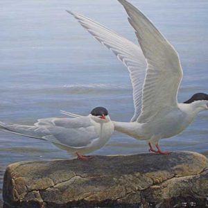 Robert Bateman-Arctic Tern Pair