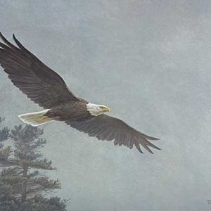 Robert Bateman-Bald Eagle Flying