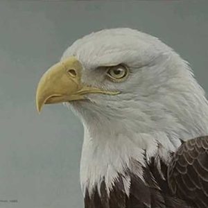 Robert Bateman - Bald Eagle Portrait