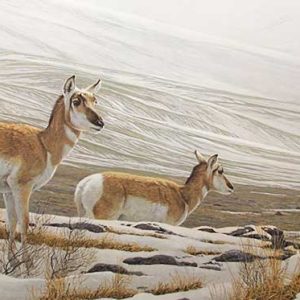 Robert Bateman-Big Country Pronghorn