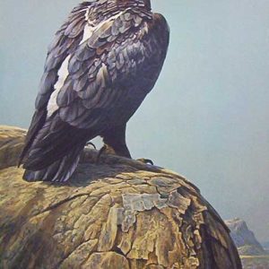 Robert Bateman-Black Eagle