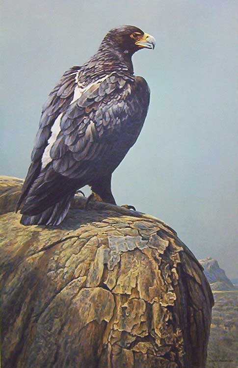 Robert Bateman-Black Eagle
