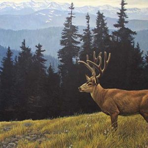 Robert Bateman-Black Tailed Deer in the Olympics