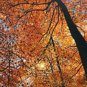 Tim Packer - Canopy of Gold