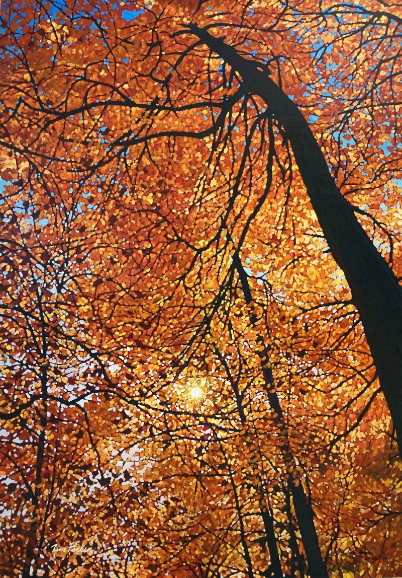 Tim Packer - Canopy of Gold