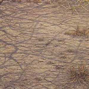 Robert Bateman-Blacksmith Plover