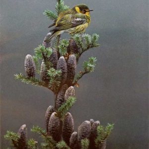 Robert Bateman-Cape May Warbler and Balsam