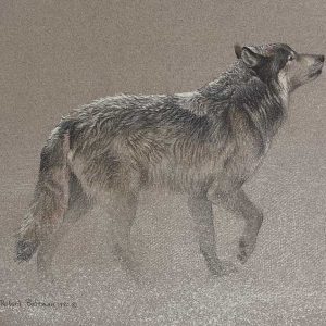 Robert Bateman-Catching the Scent-Wolf