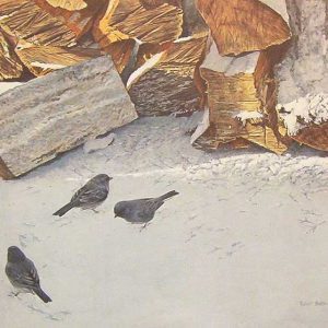 Robert Bateman-Cherrywood with Juncos