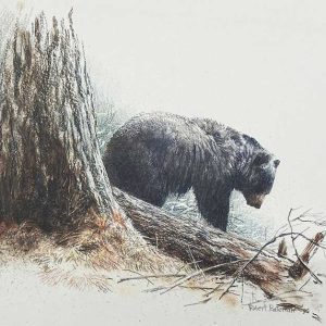Robert Bateman-Cook Forest-Black Bear
