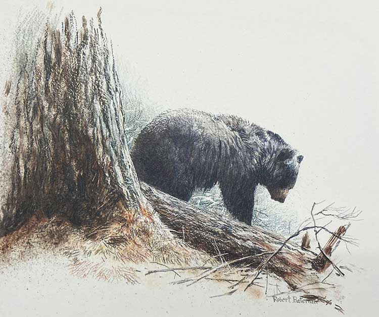 Robert Bateman-Cook Forest-Black Bear