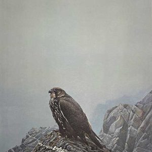 Robert Bateman-Dark Gyrfalcon