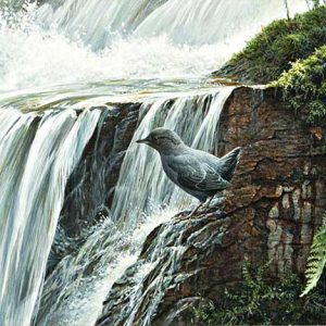 Robert-Bateman-Dipper-By-The-Waterfall