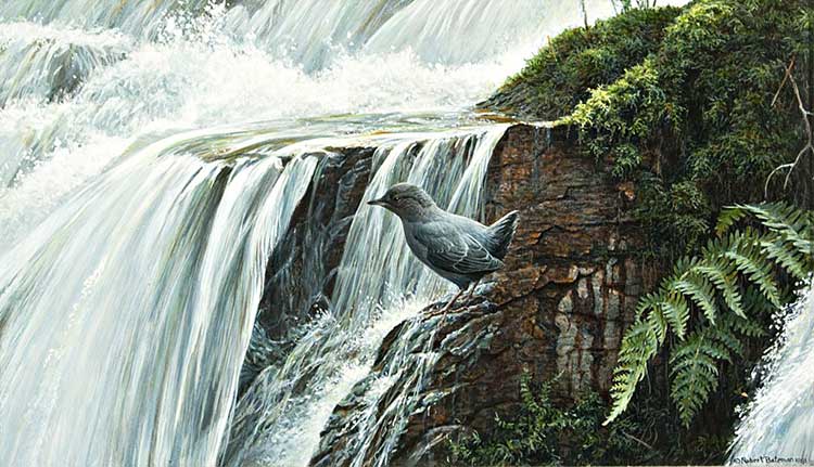 Robert-Bateman-Dipper-By-The-Waterfall