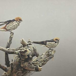 Robert Bateman-Driftwood Perch Striped Swallows