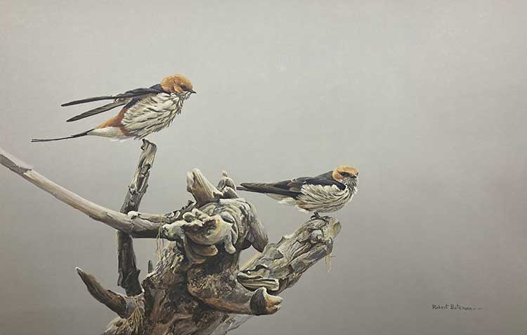 Robert Bateman-Driftwood Perch Striped Swallows