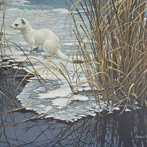 Robert Bateman-Edge of the Ice-Ermine