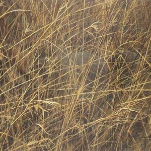 Robert Bateman-Eyes in the Grass