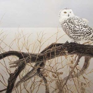 Robert Bateman-Fallen Willow Snowy Owl