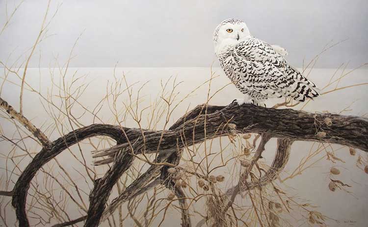 Robert Bateman-Fallen Willow Snowy Owl