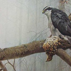 Robert Bateman-Goshawk and Ruffed Grouse